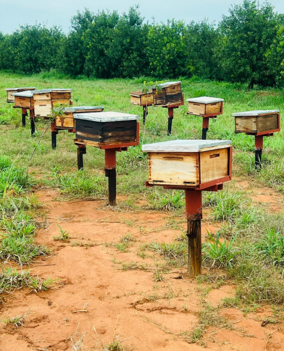 Apiary (beehives) placed for fruit tree pollination.  .png